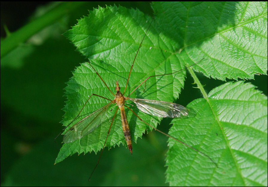 tipula oleracea?